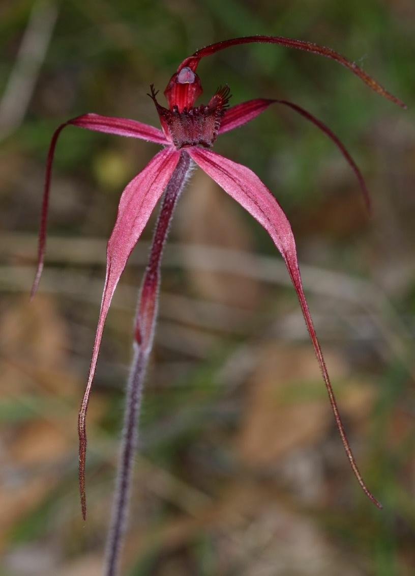 Caladenia formosa (Elegant Spider Orchid) flowering plant (Mike Duncan).