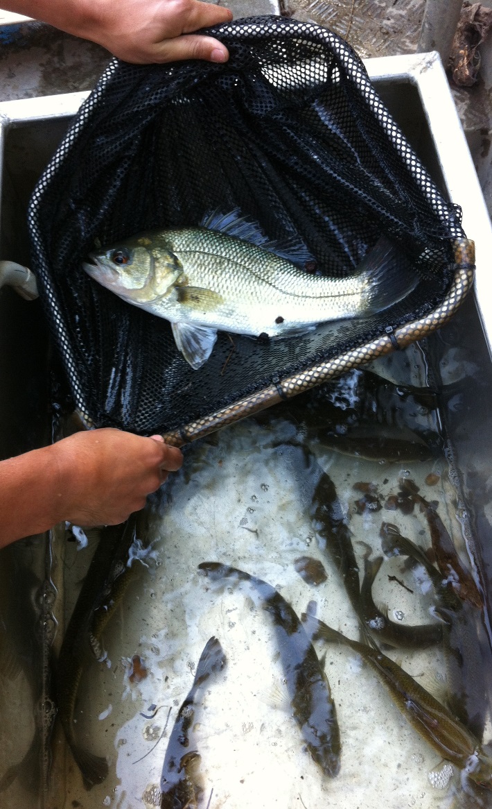 Processing fish during a survey