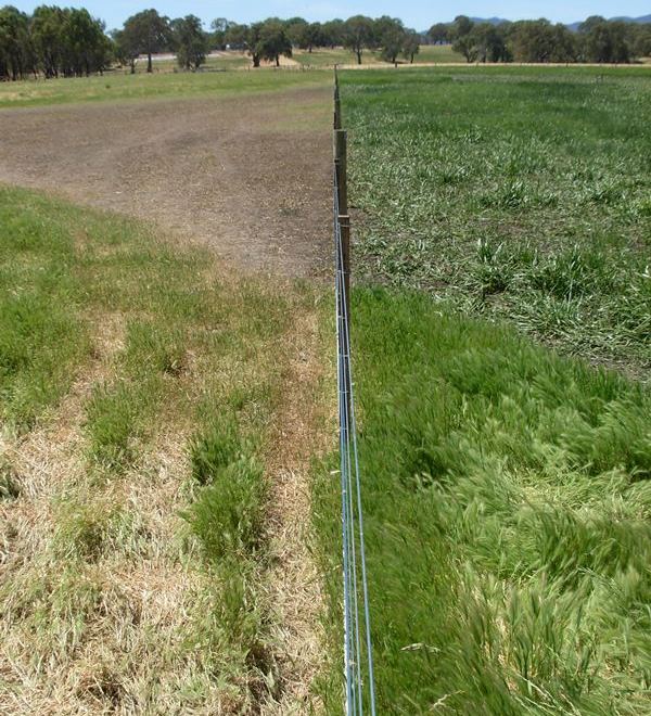 Stock exclusion fencing through this wetland shows the contrast in vegetation
