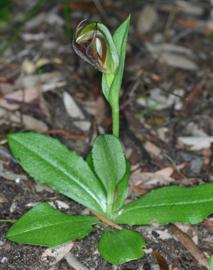 Pterostylis cucullata (Leafy Greenhood) flowering plant 