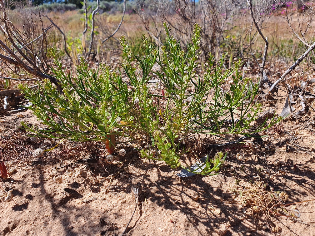Winged Peppercress Plant