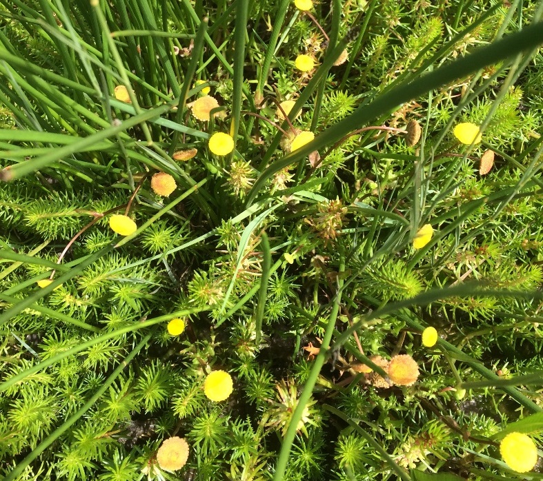 Plants in a healthy wetland