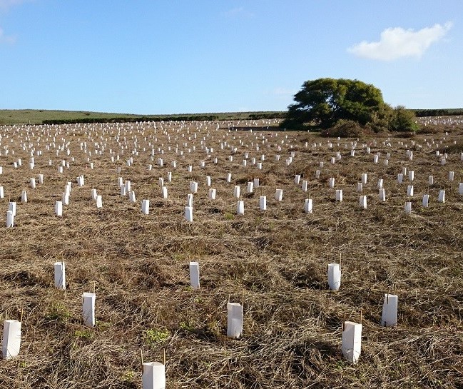 Revegetating a cleared paddock