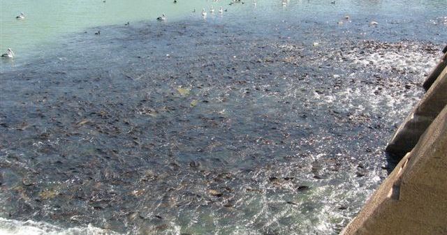 Hundreds of carp congregate at the bottom of a weir