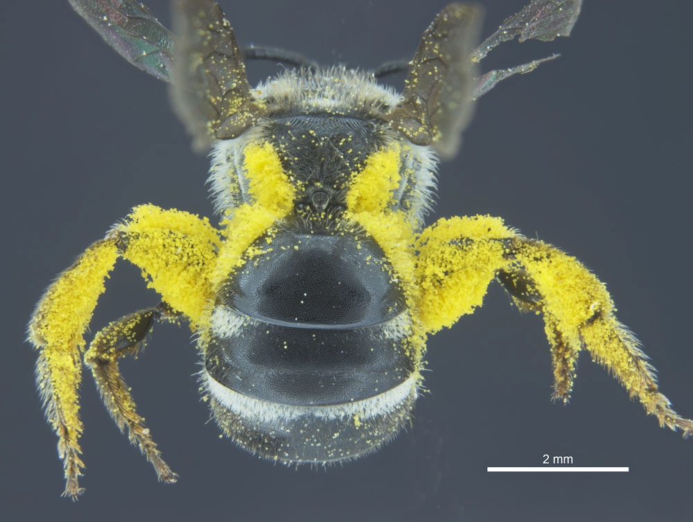 Bee with pollen on legs