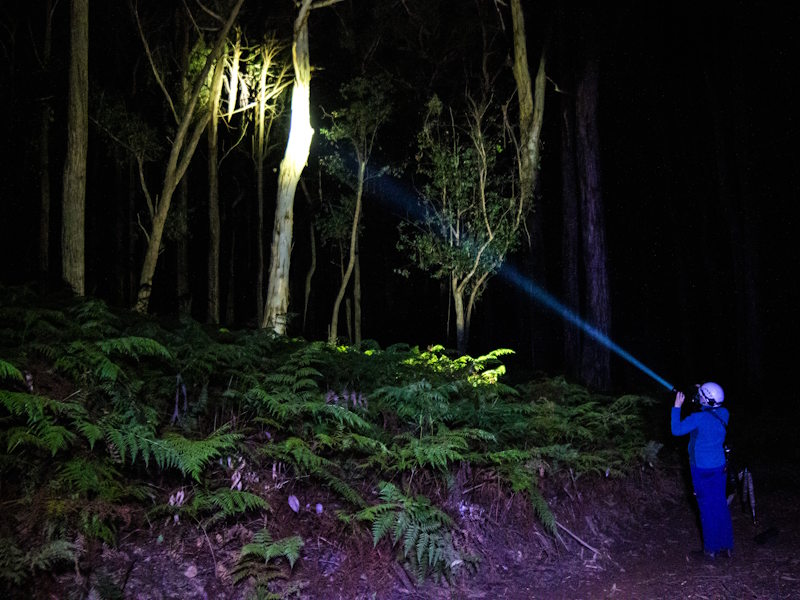 Spotlighting for arboreal mammals