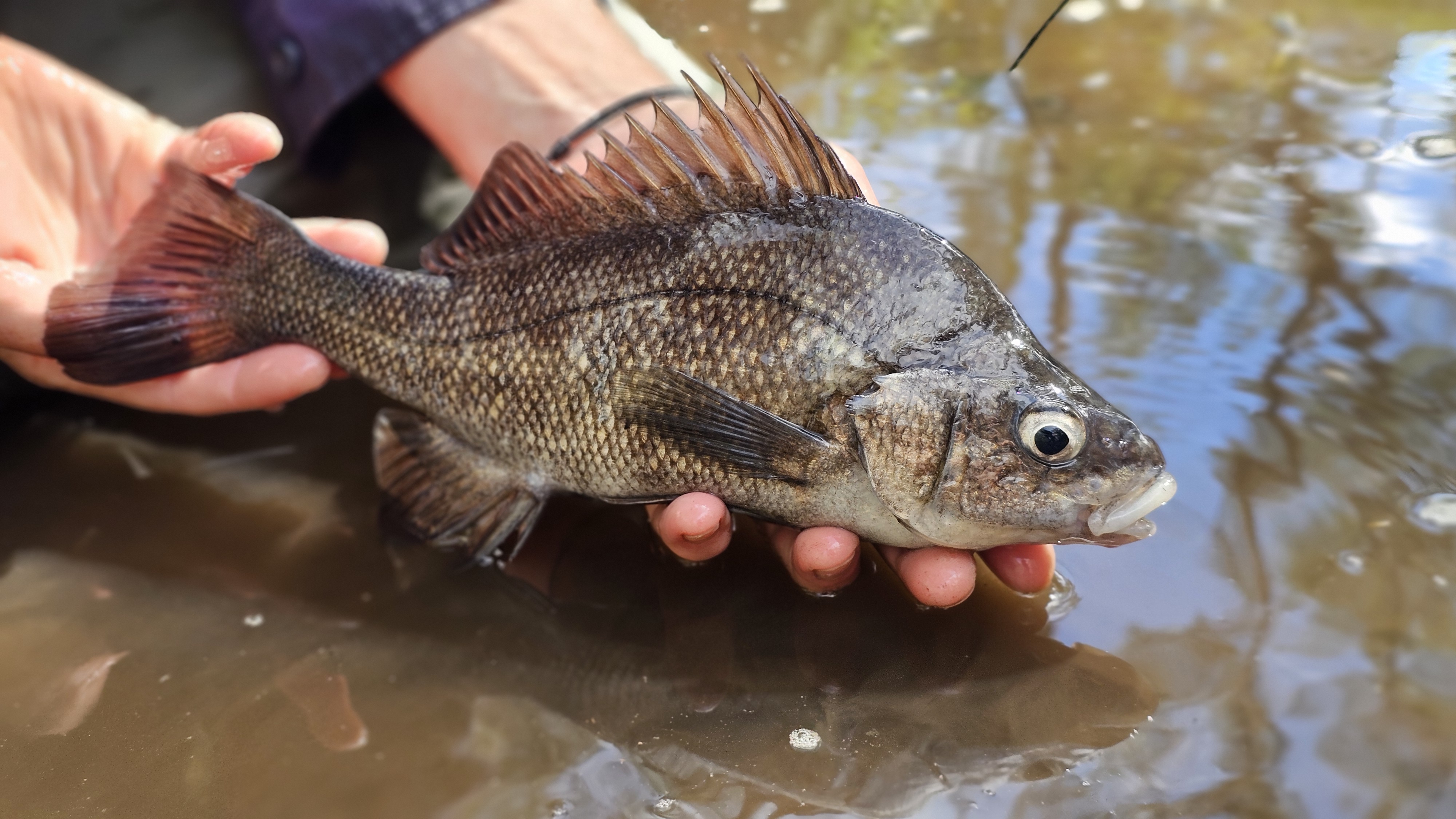 Macquarie Perch being released