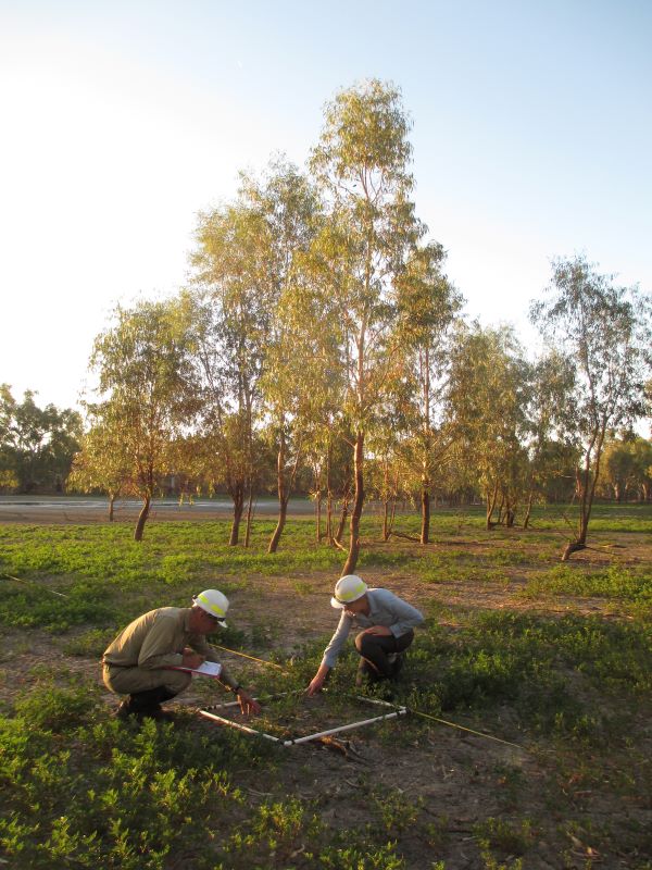 Researchers monitoring vegetation in Hattah Lakes