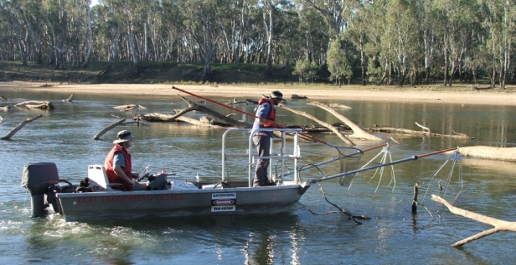 Boat electrofishing