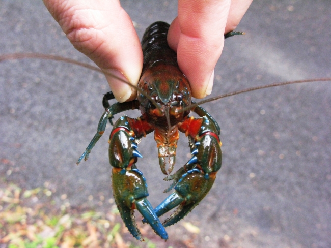 A crayfish being held