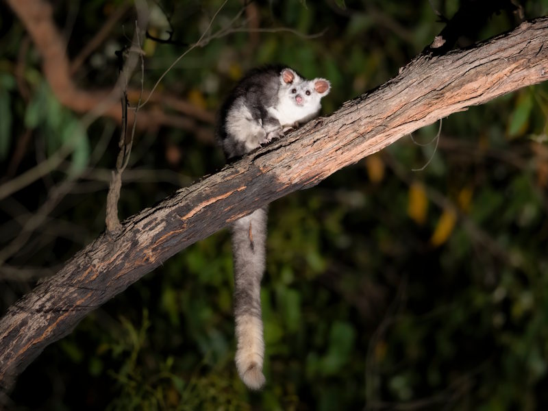 Greater glider white morph with long tail