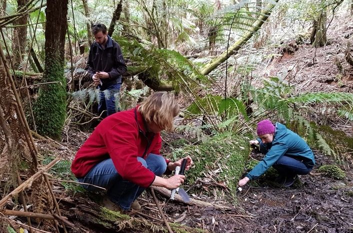 Volunteers check traps for the Dandenong Burrowing Crayfish