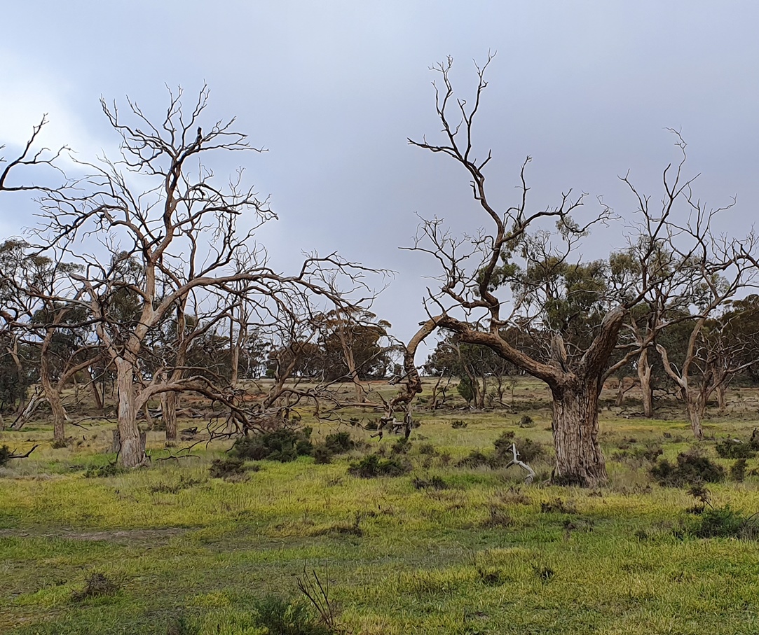 Restoring Black Box woodlands