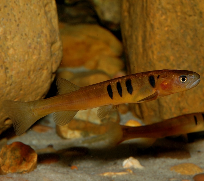 The Barred Galaxias (Galaxias fuscus) 