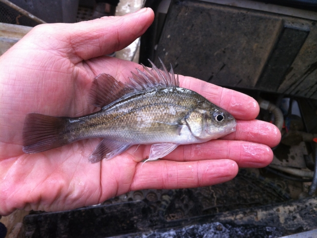 A Macquarie Perch in hand