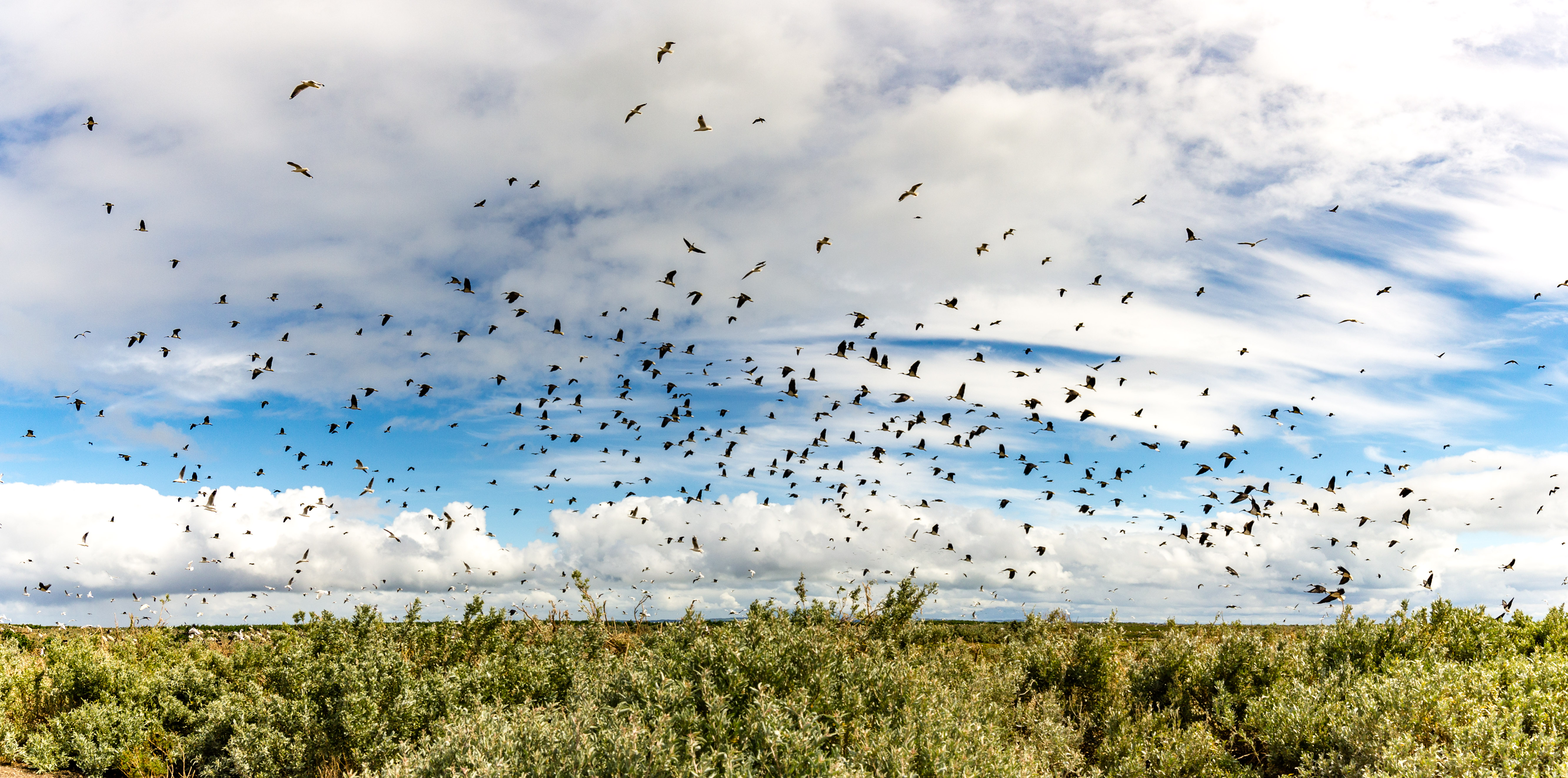 Ibis and silver gulls in flight
