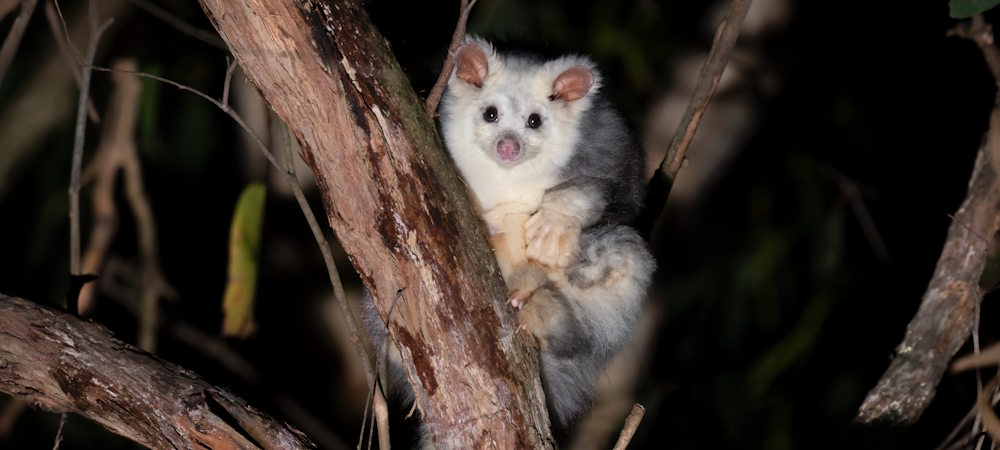 Fluffy greater glider white morph