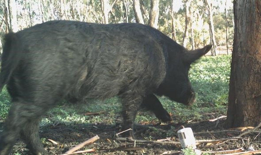 Large feral pig