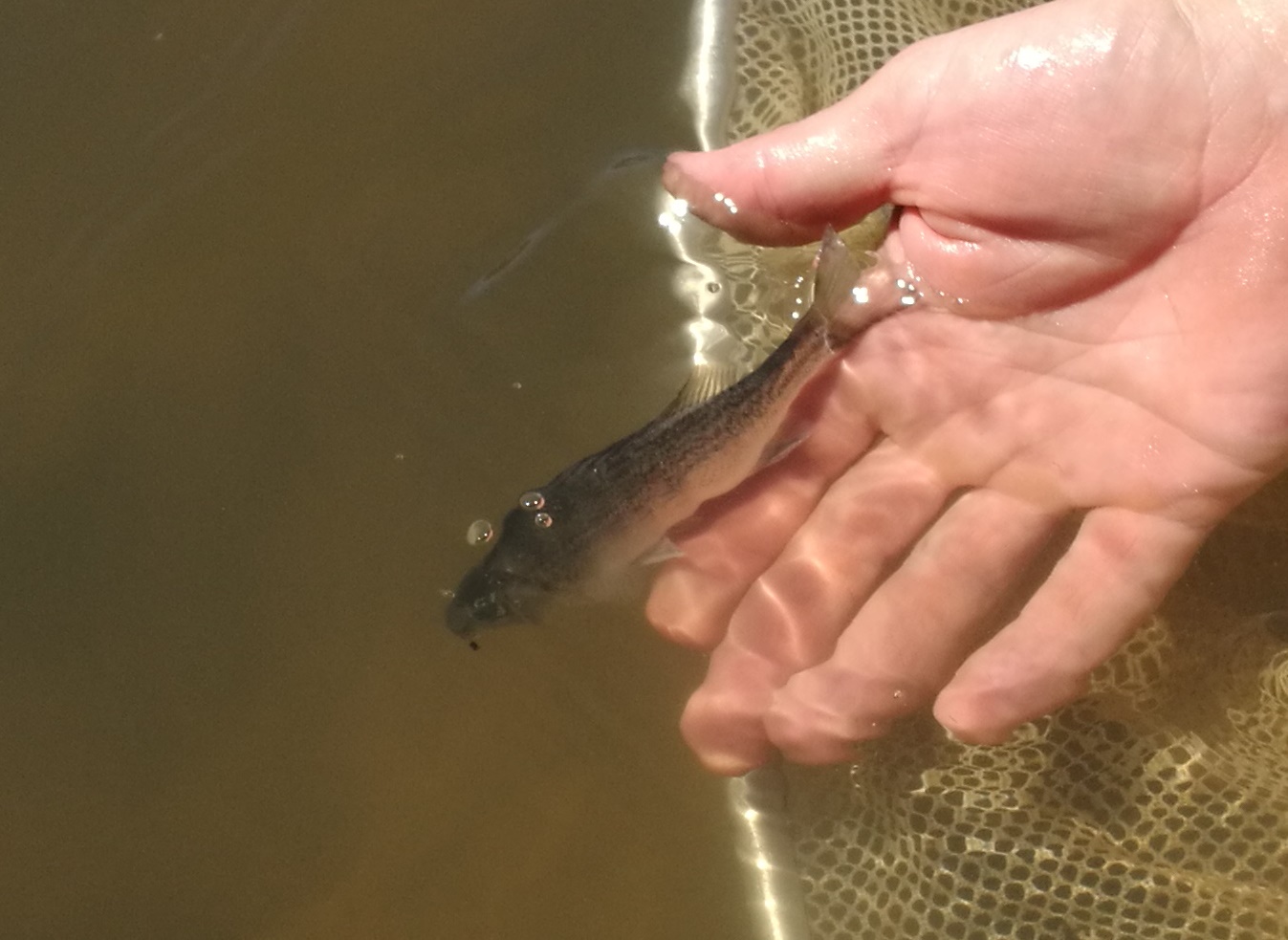 A coordinated environmental flow triggered the upstream migration of juvenile Silver Perch
