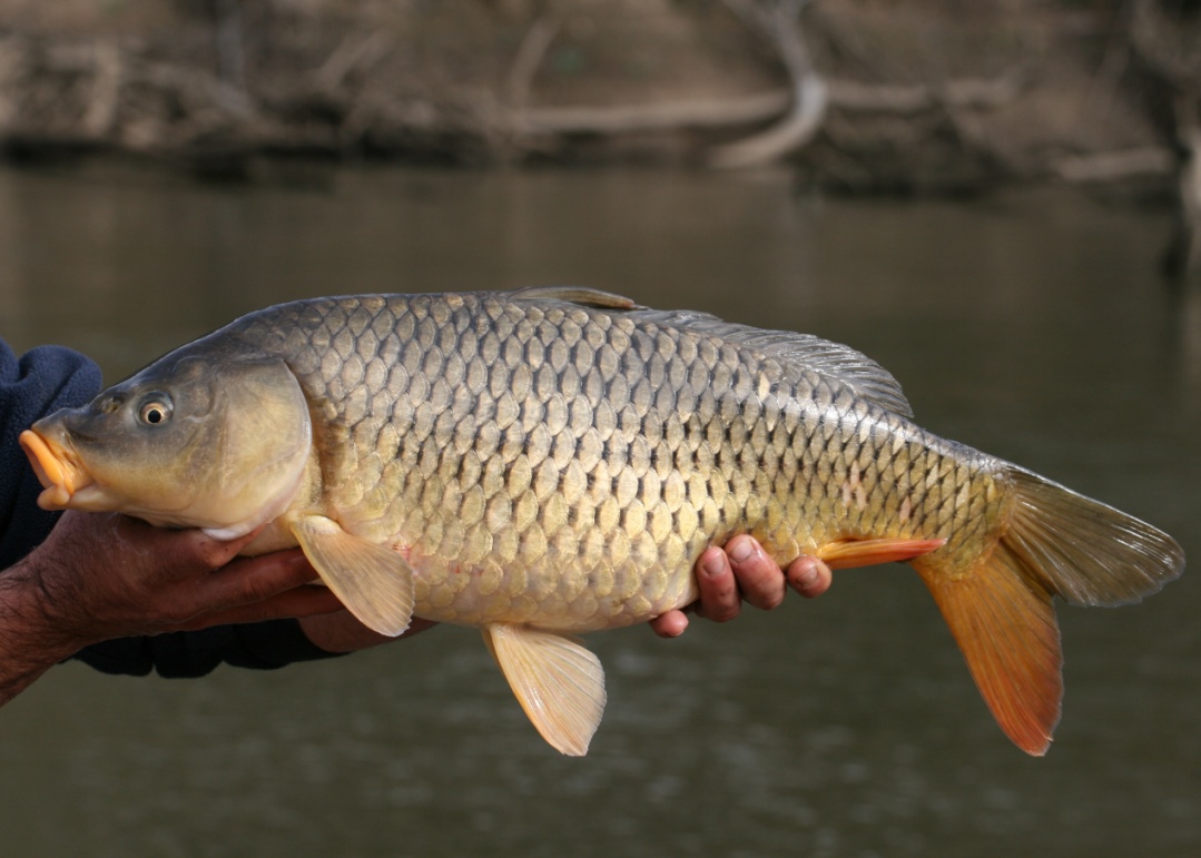 An adult Common Carp - a widespread pest in eastern Australian waterways