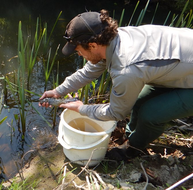 releasing a river blackfish