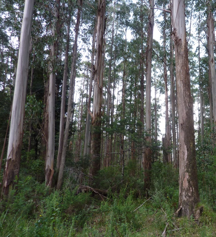 Forest in the Central Highlands surveyed for threatened species