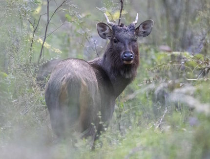 Single sambar deer in forest