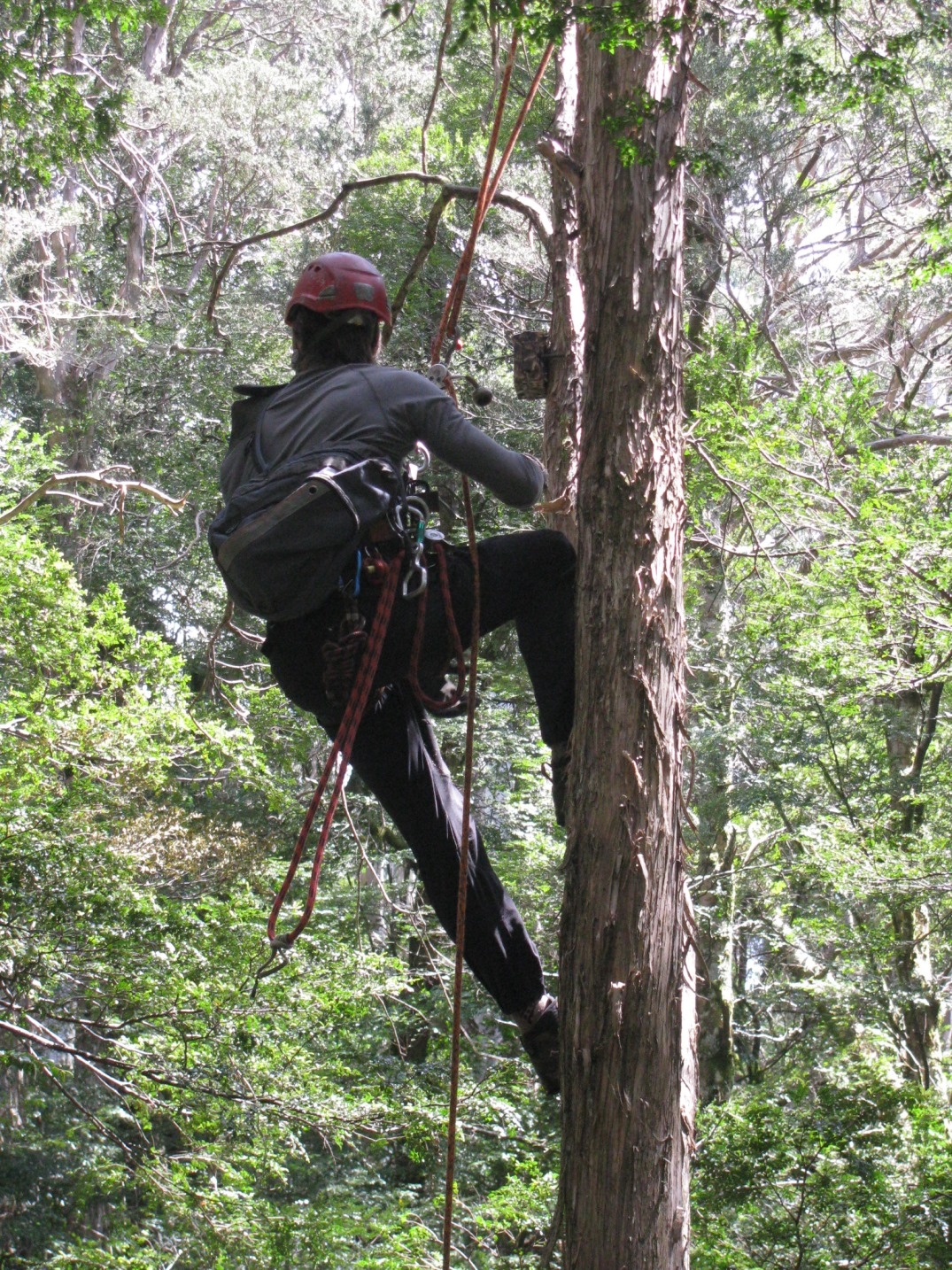 LBP arborist