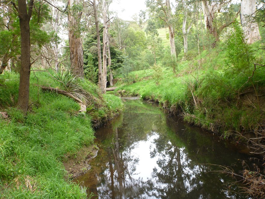 A release site for translocated river blackfish