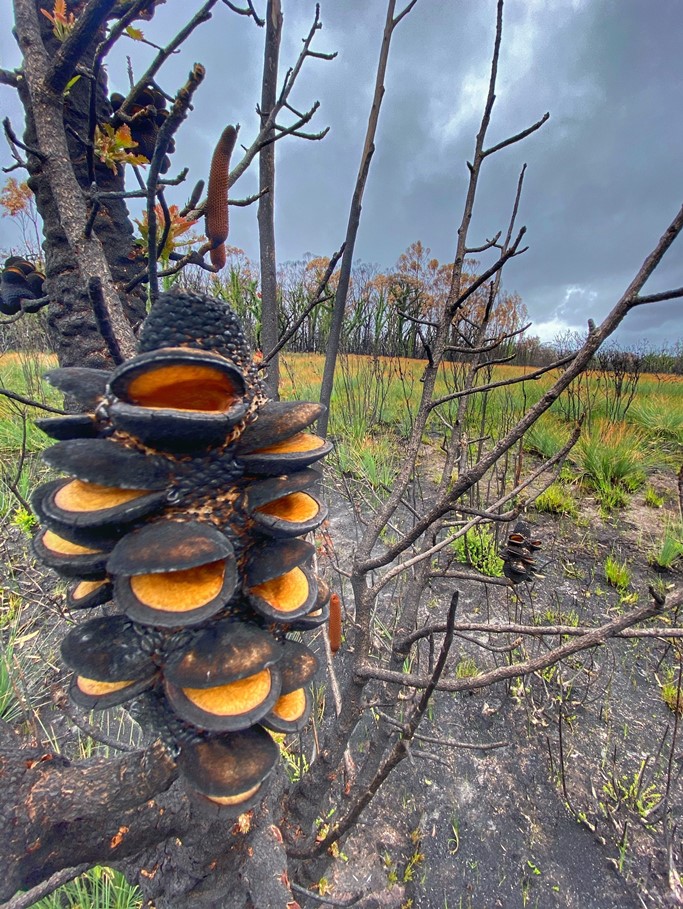 After the 2019-2020 fires - a burnt banksia with grass regrowth