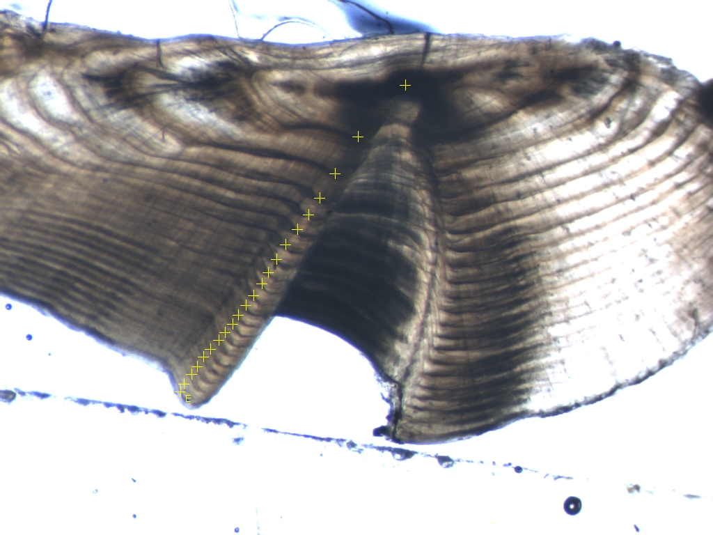 This fish ear bone, or otolith, contains growth bands that can be used to age individuals and reconstruct growth rates