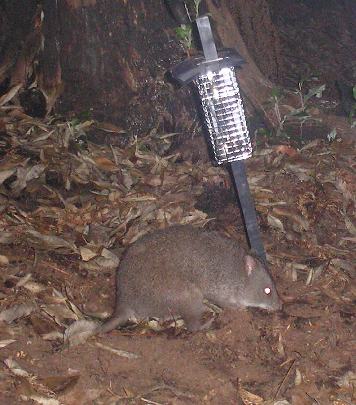 The Long-footed Potoroo in East Gippsland