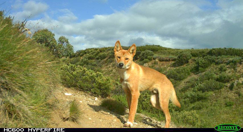 dingo in the Bogong High Plains Victoria