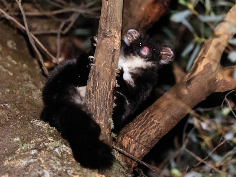 Greater Glider black morph