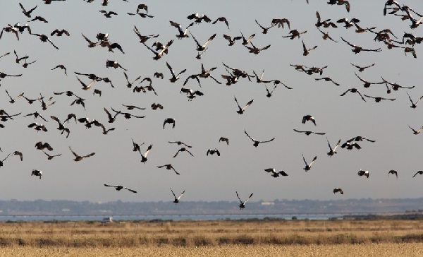 Ducks in flight over a wetland