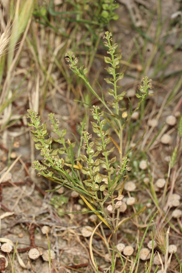 Winged Peppercress Plant