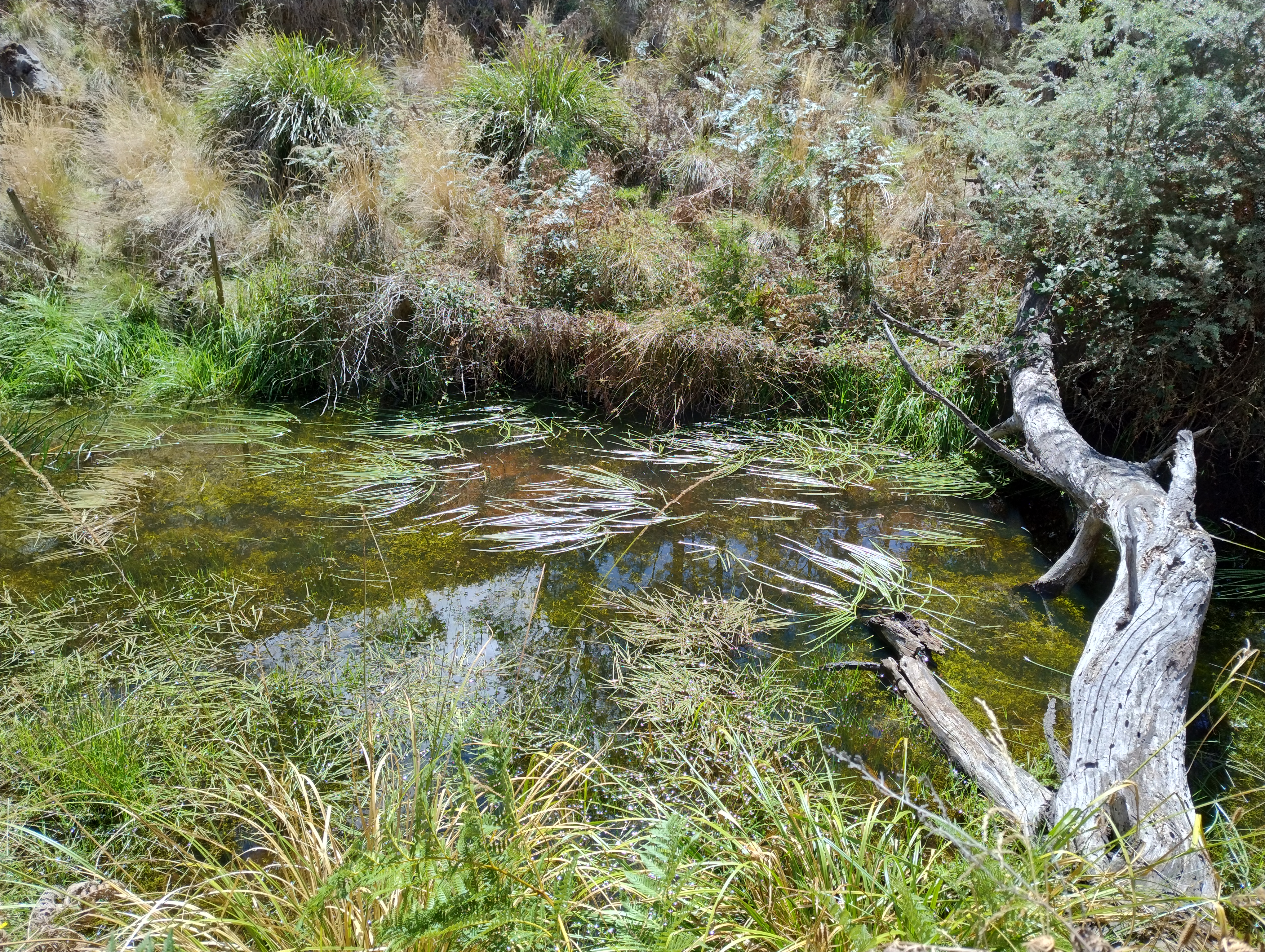 Moorabool Yaluk East Branch