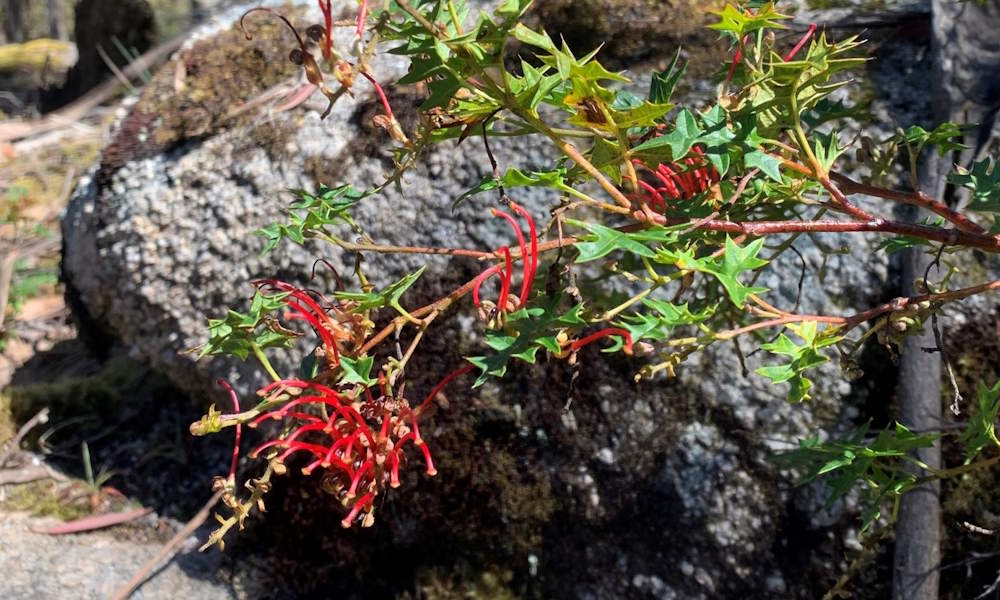 Mount Cole Grevillea Plant