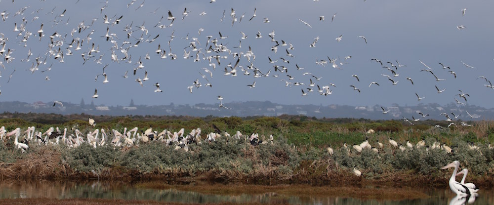 Seagulls and pelicans on mud islands