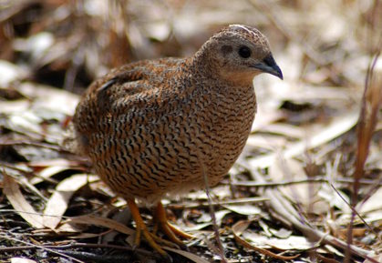Brown Quail