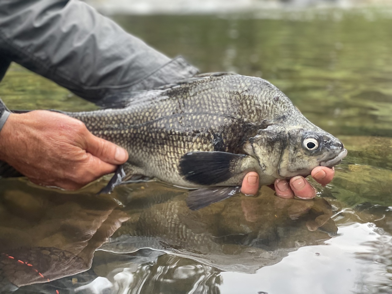 An adult Macquarie Perch being released