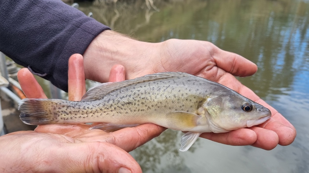 Trout Cod in the hand