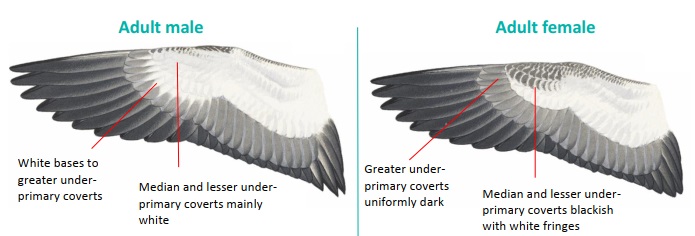 Feathers of the Australasian Shoveler