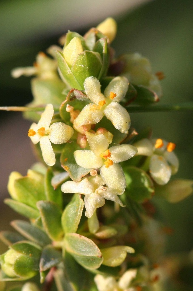 The Spiny Rice-flower, a grassland species