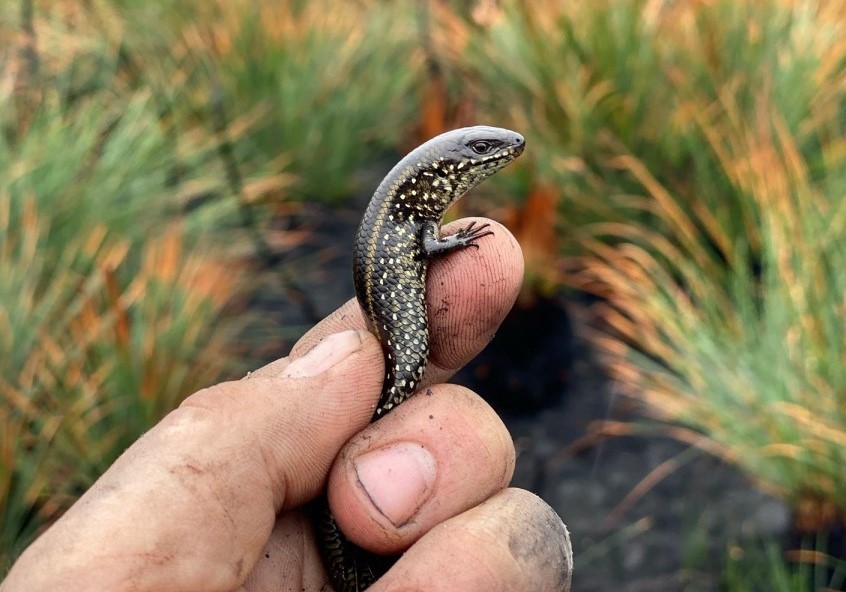 A Swamp Skink found in an area recovering from extensive fire