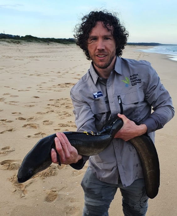 A tagged adult eel about to be released into the ocean