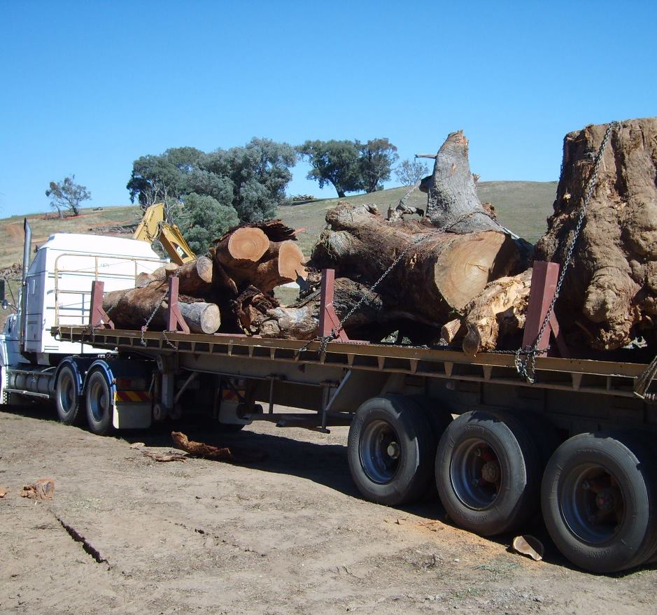 These stumps will become woody habitat in the Murray River