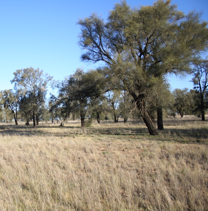 A remnant of Plains Savannah (EVC 826)