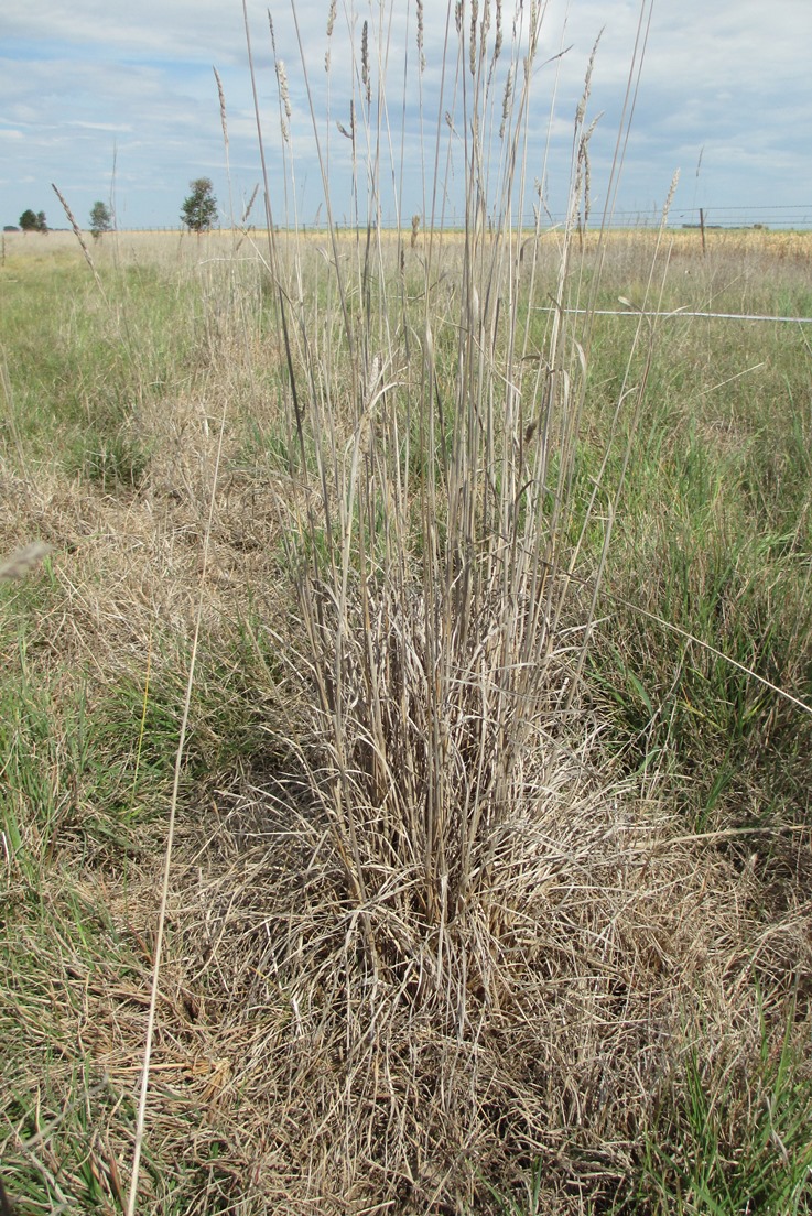 A Phalaris aquatica tussock after herbicide application 