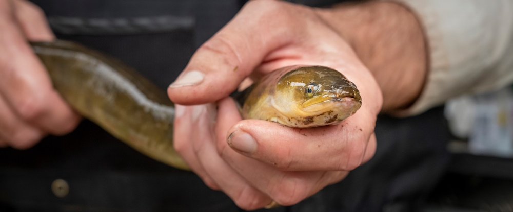 Eel in hand - photo by Doug Gimesy